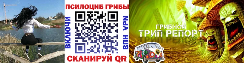 как найти закладки  Новая Ладога  Псилоцибиновые грибы GOLDEN TEACHER 